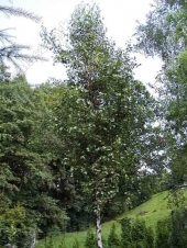 Betula verrucosa ( pendula ) 'Fastigiata' 